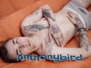 Anthonybird